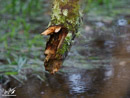 Branch - Gałąź